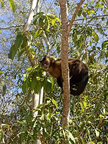 Black capuchin