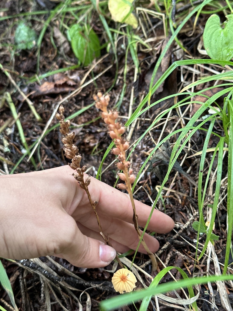 Neottia acuminata