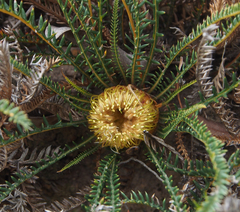 Banksia arctotidis