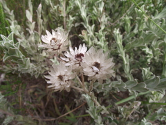 Achyranthemum argenteum