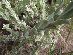 Achyranthemum argenteum