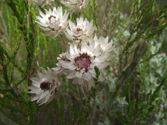 Achyranthemum argenteum