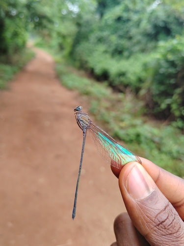 Glistening Demoiselle