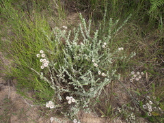 Achyranthemum argenteum