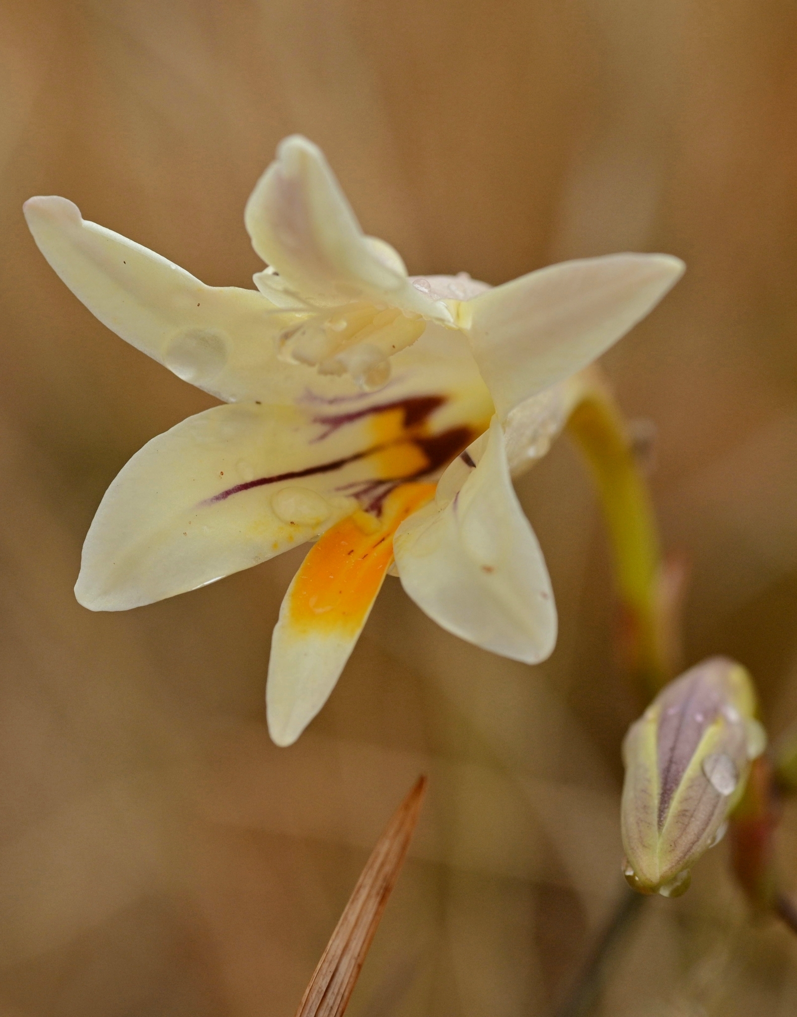 Karoo Kammetjie (Freesia andersoniae)