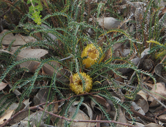 Banksia arctotidis