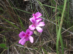 Pelargonium elegans