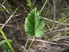 Pelargonium elegans