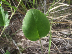 Pelargonium elegans
