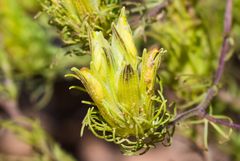 Cordylanthus wrightii