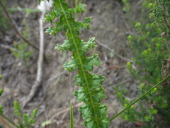 Berkheya carduoides
