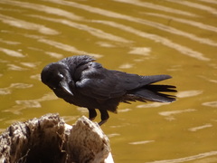 Corvus bennetti