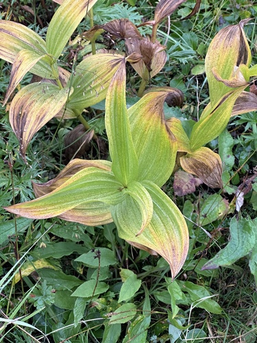 Veratrum oxysepalum (Veratrum oxysepalum)