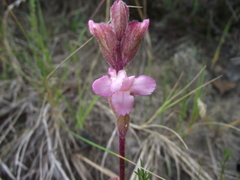 Harveya pauciflora