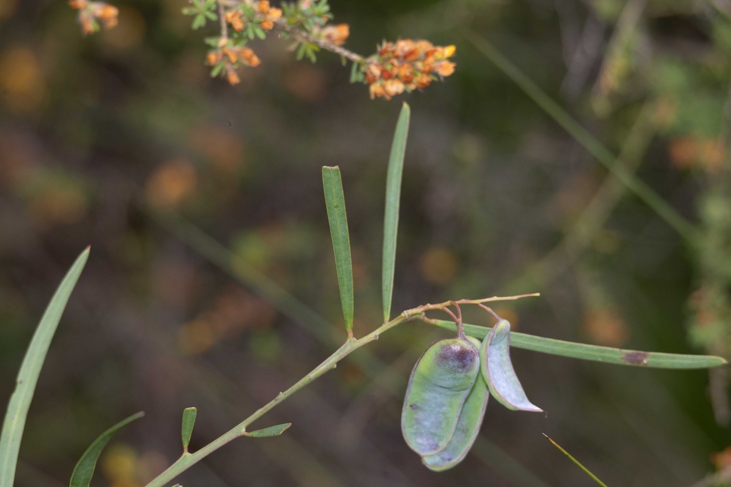 Acacia suaveolens - Inner West indigenous plant
