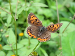 Lycaena phlaeas daimio