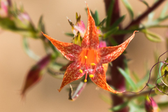 Ipomopsis aggregata formosissima