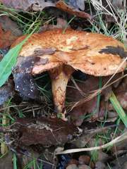 Paxillus rubicundulus