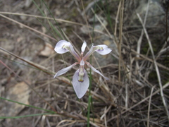 Moraea elliotii