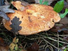 Paxillus rubicundulus