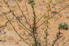 Ipomopsis aggregata formosissima