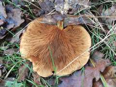 Paxillus rubicundulus