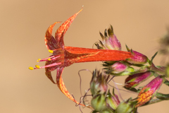 Ipomopsis aggregata formosissima