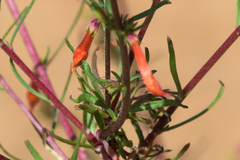 Ipomopsis aggregata formosissima