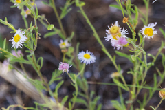 Erigeron tracyi