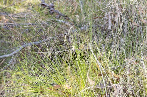 Ptilothrix deusta observed 2025-08-23