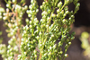 Pacific Wormwood - Photo (c) BJ Stacey, some rights reserved (CC BY-NC), uploaded by BJ Stacey