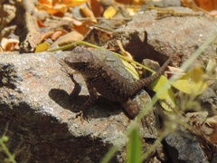 Sceloporus nelsoni