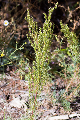 Artemisia campestris pacifica