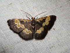 Peratophyga flavomaculata