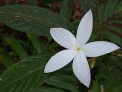 Atractocarpus hirtus