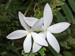 Atractocarpus hirtus