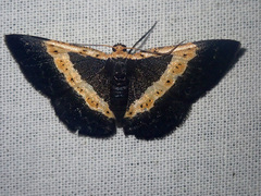 Peratophyga trigonata