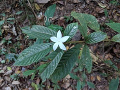 Atractocarpus hirtus