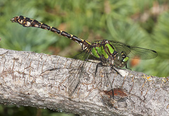 Ophiogomphus colubrinus
