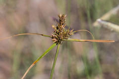 Cyperus fendlerianus