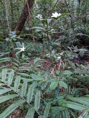 Atractocarpus hirtus