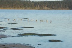Limosa