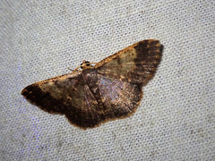 Peratophyga venetia