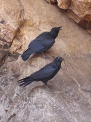 Corvus bennetti