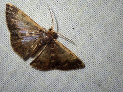 Peratophyga venetia