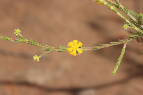 Acacia galioides observed 2025-08-18