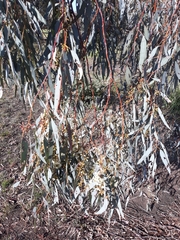 Eucalyptus melliodora