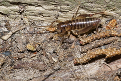 Hemiandrus pallitarsis