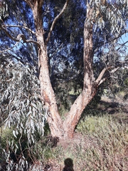 Eucalyptus melliodora