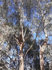 Eucalyptus melliodora